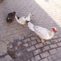 اردک و غاز اسراییلی