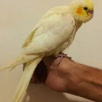 عروس هلندی چشم شرابی اصل