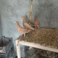 چند تا جوجه ناتاب تازه بیرون میام  از اقول فورشی