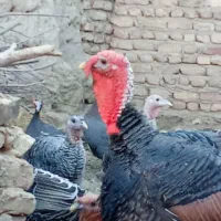 بوقلمون محلی