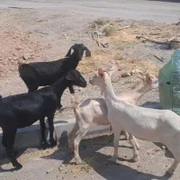سانن و مورسیا