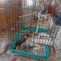 جوجه عروس هلندی