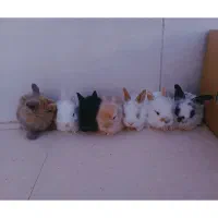 بچه خرگوش لوپ و مینیاتوری اصیل