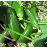 دویا سه نفر برای چیدن خیار