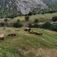فروش میش و بره