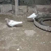 پنج عدد کبوتر|پرنده|گرمی, |دیوار
