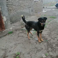 واگذاری دوبرمن نرماده