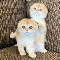 اسکاتیش های فولد گلد