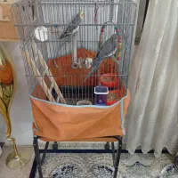 عروس هلندی مولد|پرنده|پاکدشت, پاکدشت (مامازند)|دیوار