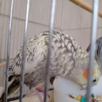 فقط معاوضه هشت عروس ماهه نر وماده