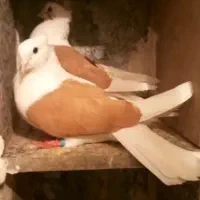 ما شوزرد مهام