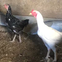 خروس|حیوانات مزرعه|باخزر, |دیوار