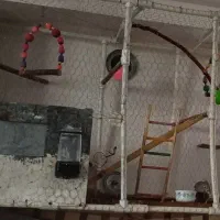 عروس هلندی|پرنده|میانه, |دیوار