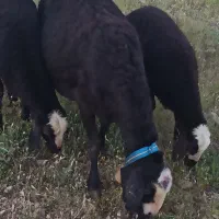 بره قوچ