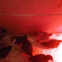 جوجه یک ماهه