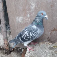 جفت دوبر نر و ماده|پرنده|اردبیل, |دیوار