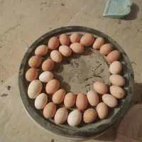 تخم نطفه دار گلپایگانی درصد نطفه بالا|حیوانات مزرعه|رباط‌کریم, حکیم آباد|دیوار