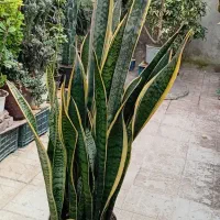 گل مار بسیار بزرگ وزیبا و انواع گلهای دیگر