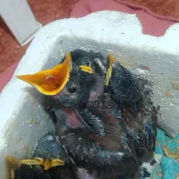جوجه مینا
