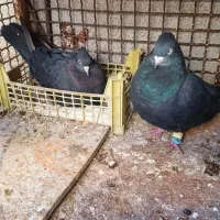 جفت سیاه بوشهری|پرنده|خورموج, |دیوار