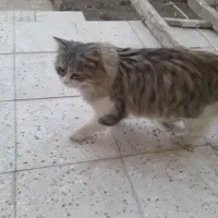 گربه خانگی|گربه|سبزوار, امام خمینی (ناوی)|دیوار