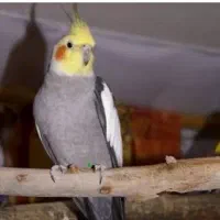 یک جفت عروس هلندی