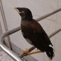 چهارعدد جوجه مینا