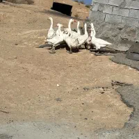 غاز|حیوانات مزرعه|پاریز, |دیوار