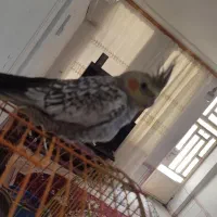 عرس هلندی ماده|پرنده|دره شهر, |دیوار