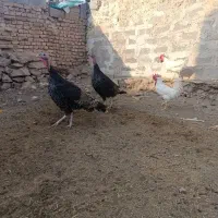 بره نر قوچی و بوقلمون|حیوانات مزرعه|بیرجند, |دیوار