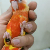 گرینچیک عروس هلندی ملنگو کتوله|پرنده|بیرجند, |دیوار