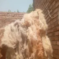 لحاف تشک اماده|رختخواب، بالش، پتو|مرند, |دیوار