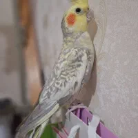 فروش عروسهای هلندی|پرنده|اردبیل, |دیوار