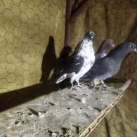 کبوتر رفتنی|حیوانات|نوشین شهر, |دیوار