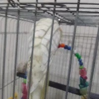 عروس هلندی|پرنده|ساوه, |دیوار