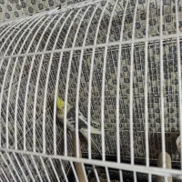 عروس هلندی مولد سخنگو|پرنده|خزل, |دیوار