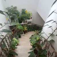 فروش انواع گیاهان آپارتمانی