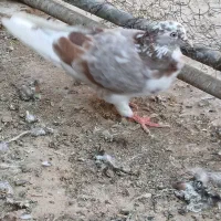 کفتر کبوتر فروشی|پرنده|قم, تعویض پلاک|دیوار