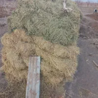 بیده خشک|حیوانات مزرعه|مود, |دیوار