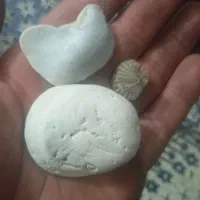 فسیل های قیمتی|کلکسیون اشیاء عتیقه|همدان, |دیوار