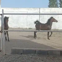 کره نریان دره شوری 23ماهه|اسب و تجهیزات اسب‌سواری|گلپایگان, |دیوار