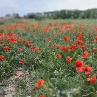 سرمایه-گذاری-ملکی-زمین-صنعتی-فوری-زیر-قیمت
