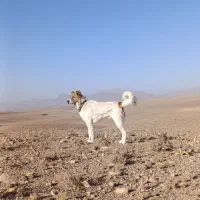 سگ برا نگهبانی