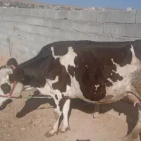 یک عدد گاو و گوساله سمینتال|حیوانات مزرعه|بجنورد, |دیوار