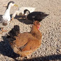 اردک