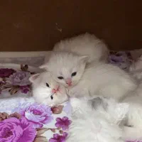 فروش پیشی گربه پرشین