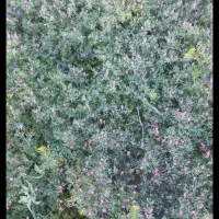 فروش گیاه شاه تره برای عرق گیری