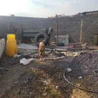 سگ افغان|سگ|سیرجان, |دیوار