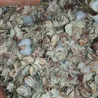 پوساله پوست پنبه کنجاله پنبه