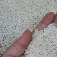 پیدا شده برنج آستانه اشرفیه